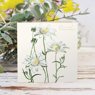Bush Gems Card - Flannel Flower