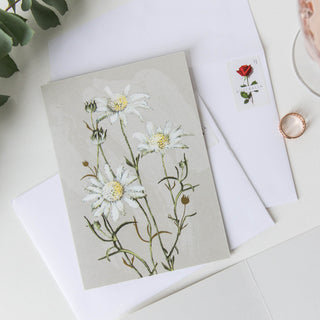 Flannel Flower