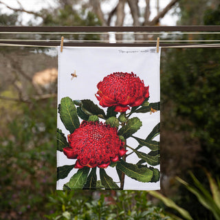 Australian Native Tea Towels - Waratah