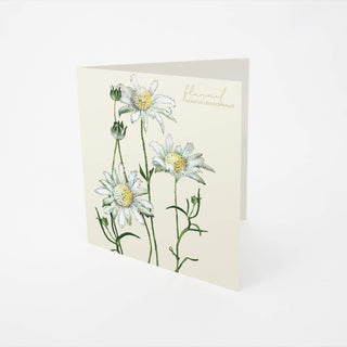 Bush Gems Card - Flannel Flower