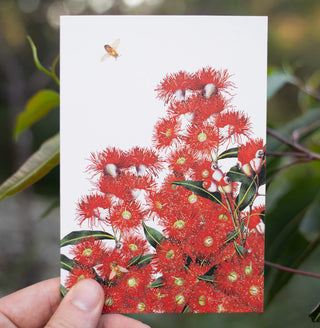 Eucalyptus Greeting Card - Red Flowering Gum