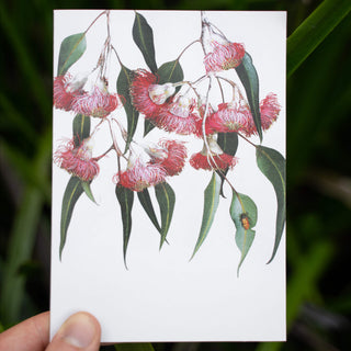 Eucalyptus Greeting Card - Gungurru