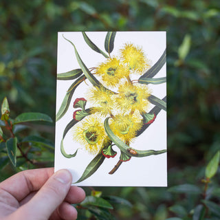 Eucalyptus Greeting Card - Illyarie