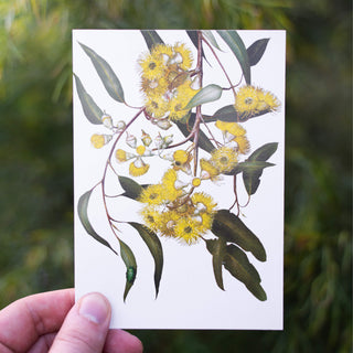 Eucalyptus Greeting Card - Lemon Scented Gum
