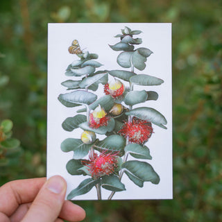 Eucalyptus Greeting Card - Rose Mallee