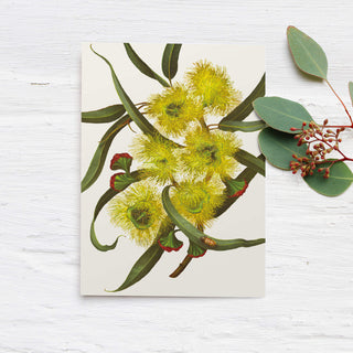 Eucalyptus Greeting Card - Illyarie