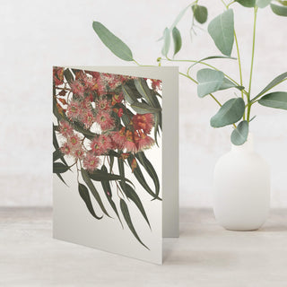 Eucalyptus Greeting Card - Coral Gum