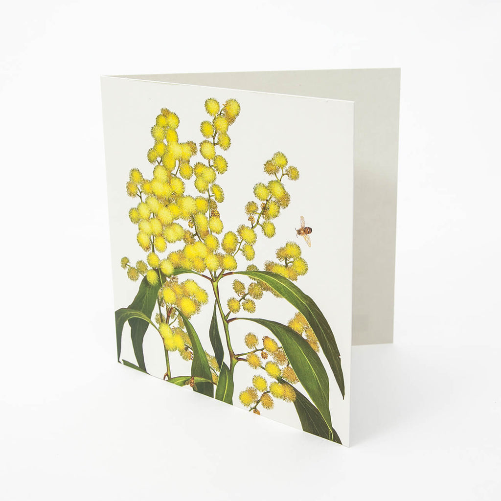 Floral Emblems Art Card - Golden Wattle (Australia) | All Products ...