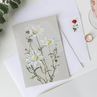 White Collection Greeting Card - Flannel Flower